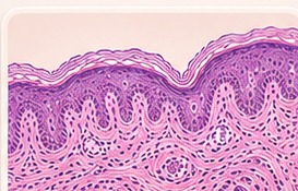 Dermatopathology histology